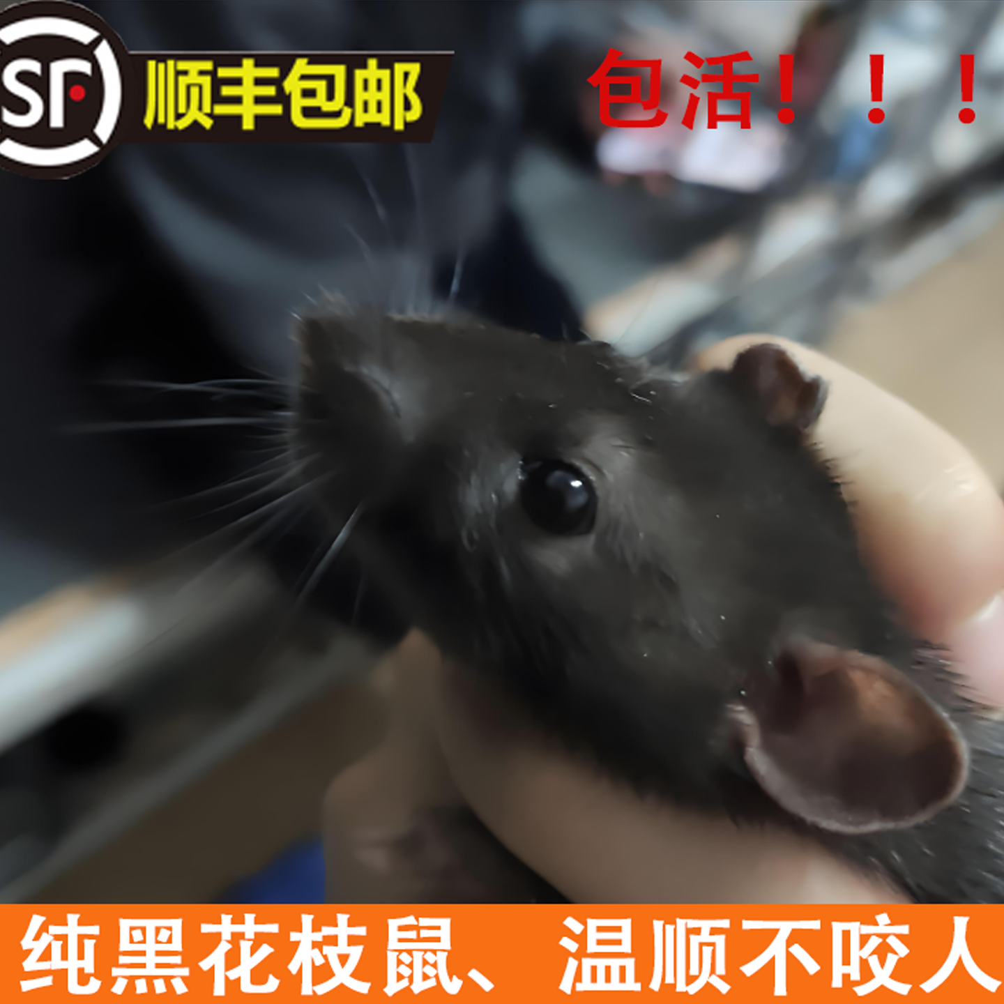 顺丰包活黑色灰色花枝鼠
