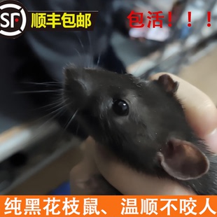 顺丰包活黑色灰色大小花枝鼠宠物纯黑仓鼠温顺活老鼠耗子影视道具