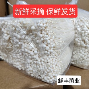 现摘新鲜金针菇火锅煲汤烧烤营养食材菌菇时令蔬菜新鲜菌菇