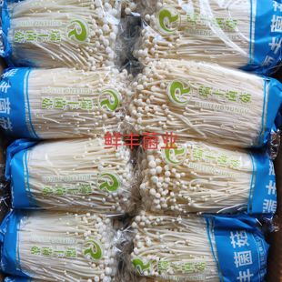 新鲜金针菇食用菌菇蔬菜煲汤凉拌火锅营养菌菇