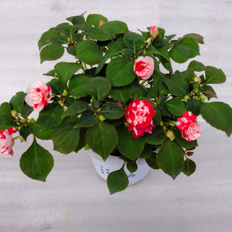 水梅花苗重瓣非洲重瓣凤仙花盆栽
