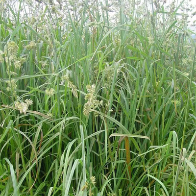 鸭茅草种子 盐碱地草坪种子 抗风沙固土耐旱耐寒多年生草本植物籽