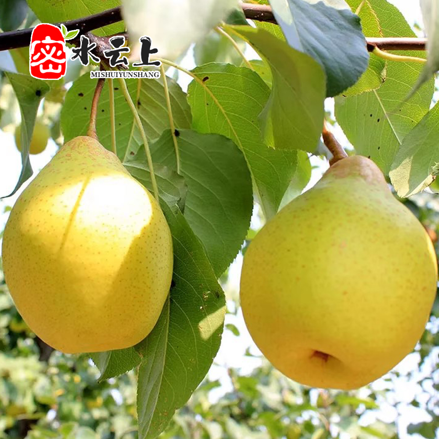 北京密云黄土坎麦饭石大鸭梨