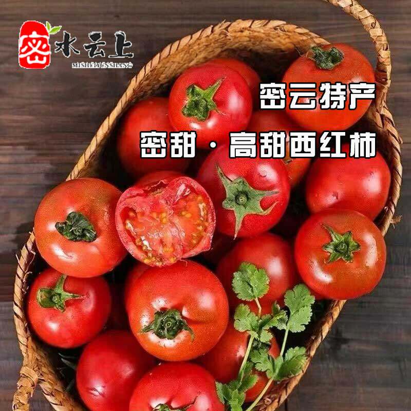 密甜一号西红柿北京密云特产水果草莓口感番茄高甜有籽自然成熟