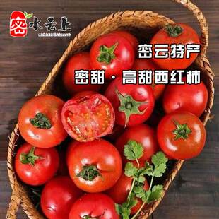 密甜一号西红柿北京密云特产水果草莓口感番茄高甜有籽自然成熟