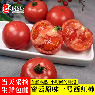 北京密云正宗原味一号鲜食西红柿水果番茄有籽自然熟脆感酸甜爆汁