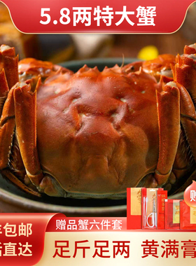 现货特大蟹公母蟹阳澄优选大闸蟹新鲜活螃蟹湖河蟹礼盒官方旗舰店