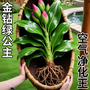 水培植物大叶金钻盆栽绿公主办公室内桌面绿萝净化空气水养盆栽