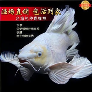 台湾纯种蝴蝶鲤 冷水观赏鱼活体长尾石膏白锦鲤 白金球体龙蝶鲤
