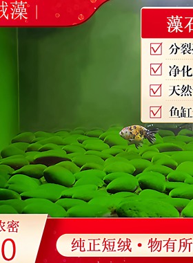 短绒藻藻石孢子引种长绒藻绿藻藻种藻源绿苔种猴水草鱼缸造景爆藻