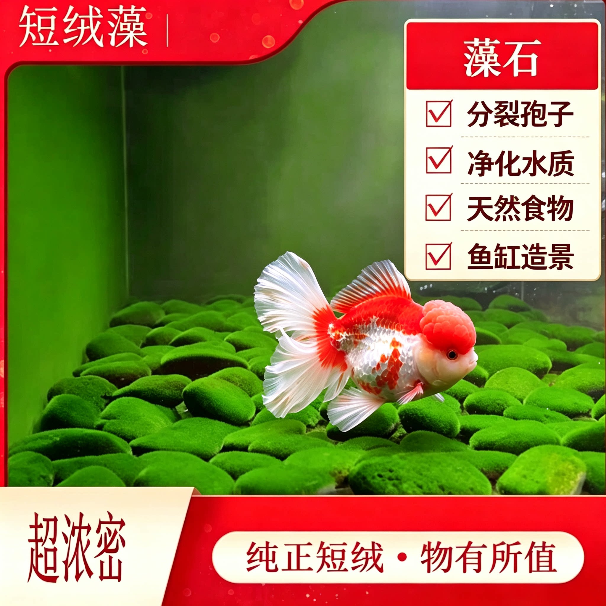 短绒藻藻石孢子引种长绒藻绿藻藻种藻源绿苔种猴水草鱼缸造景爆藻
