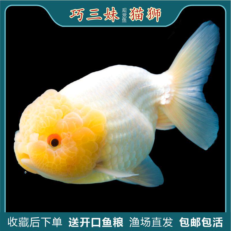 猫狮观赏鱼虎头金鱼淡水国粹娃娃脸国狮泰狮包活包邮