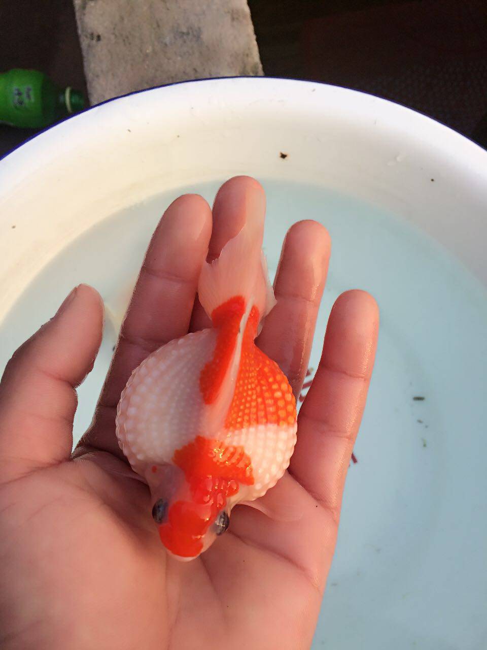 精品鼠头五花珍珠红白珍珠自家渔场保活冷水淡水鱼观赏鱼金鱼活体