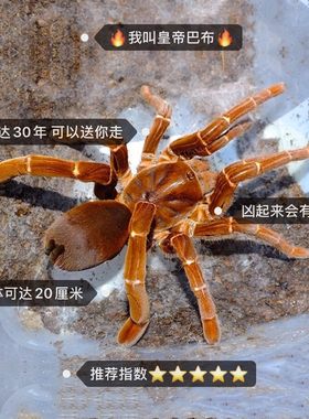 皇帝巴布捕鸟蛛足展2厘米宠物蜘蛛活体凶猛霸气