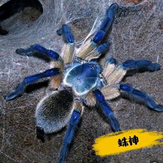 梦幻蓝巴布/索科特拉蓝巴布1-蜘蛛