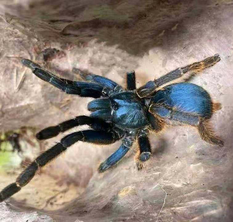 快银地老虎稀有收藏级宠物蜘蛛捕鸟蛛人气新品种限量好价