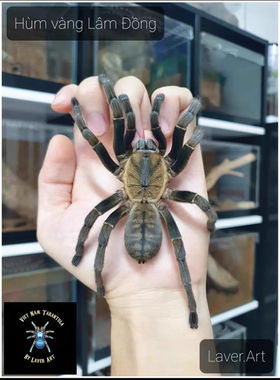 琅东地老虎蜘蛛Hum vang Lam Dong成体颜色同虎纹相似凶猛型蜘蛛