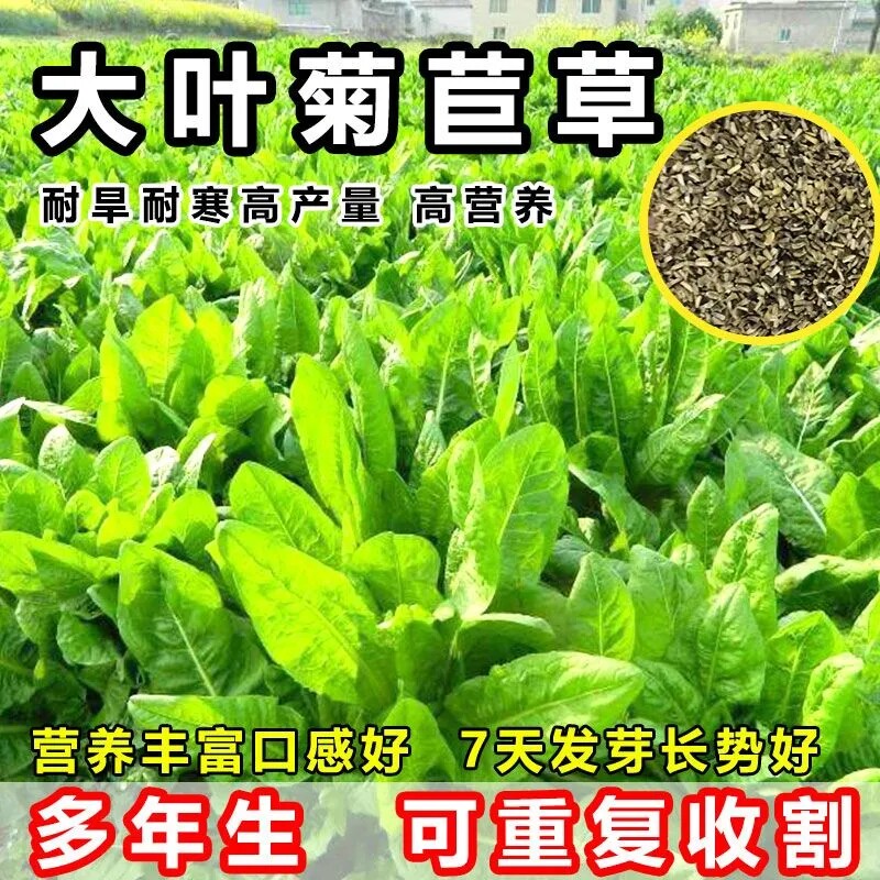 菊苣种籽大叶多年生兔子草种猪牛家庭园艺种子