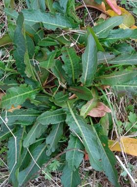 土大黄整株带叶牛耳叶自然生长杨铁叶现采新鲜叶子干货土大黄根干