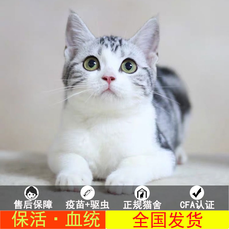 美短纯种活体起司猫