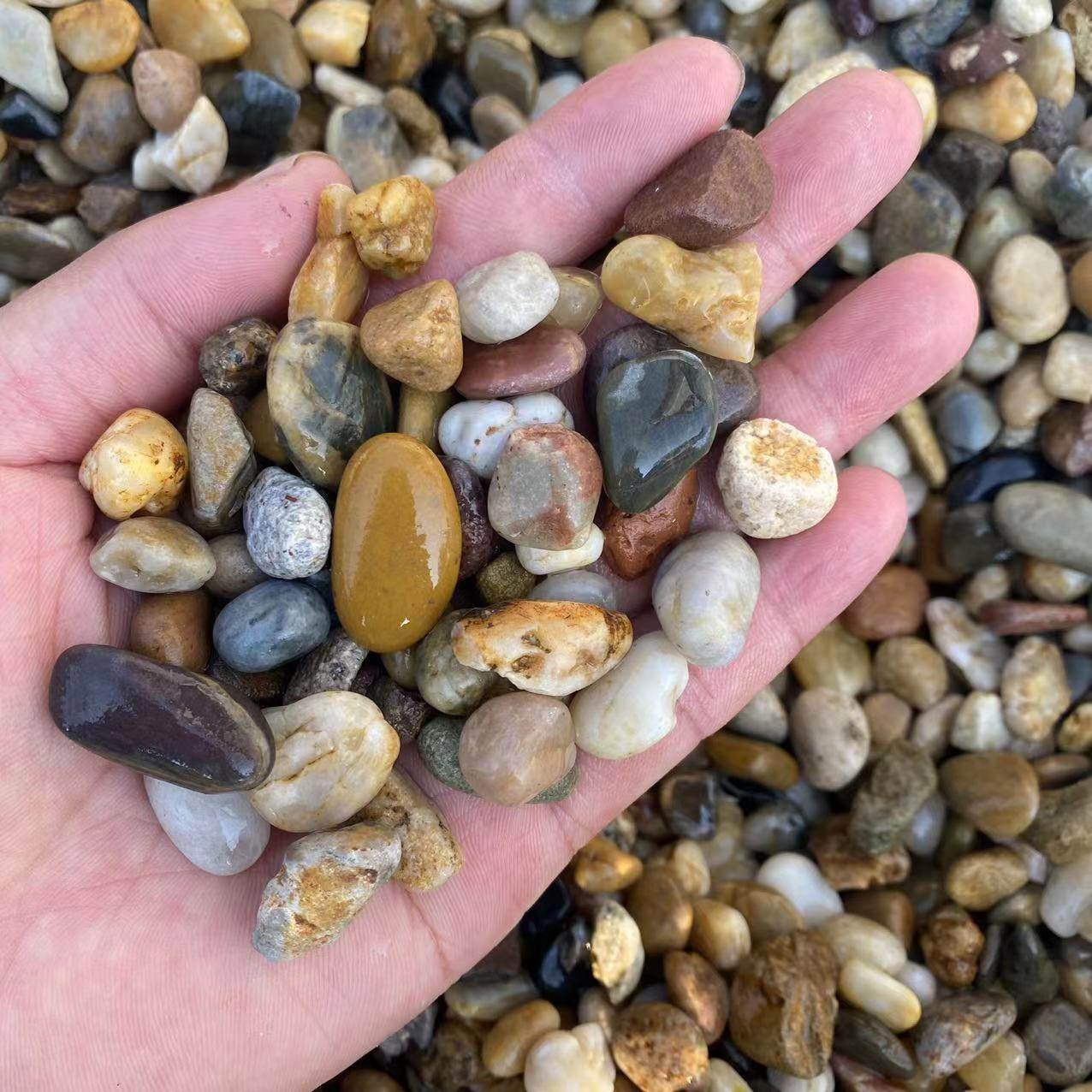 溪天然鹅卵石铺底流石造景沼泽过滤砂50生原豆小石子水箱鱼缸石斤