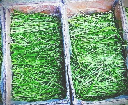 箱装烘干提摩西草段有穗子叶多杆细兔子龙猫荷兰猪鼠饲料牧草包邮