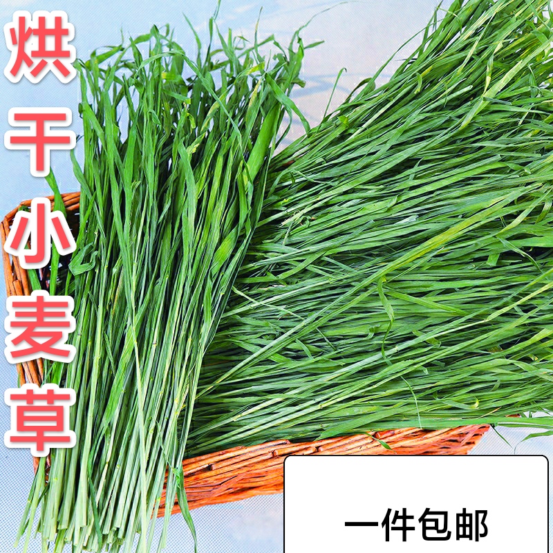 23年新烘干小麦草兔子荷兰猪龙猫鼠动物饲料牧草粮毛重1000克包邮 宠物/宠物食品及用品 其它宠物粮食 原图主图