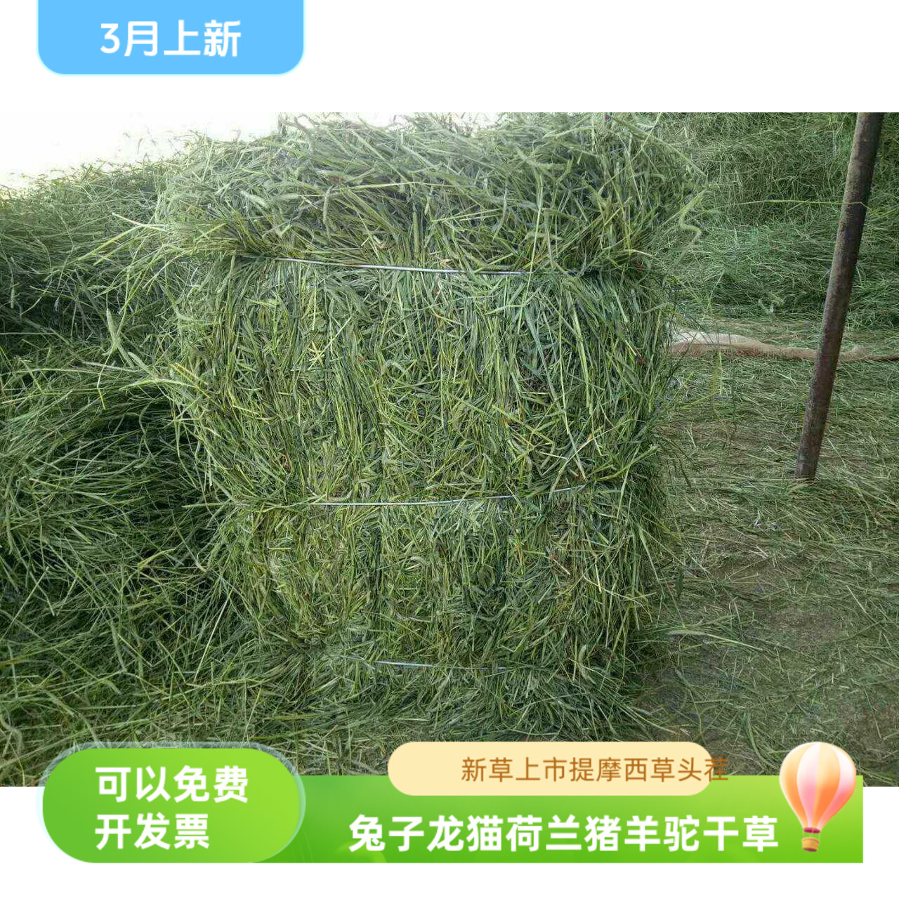 新草饲料牧草提摩西动物草包邮
