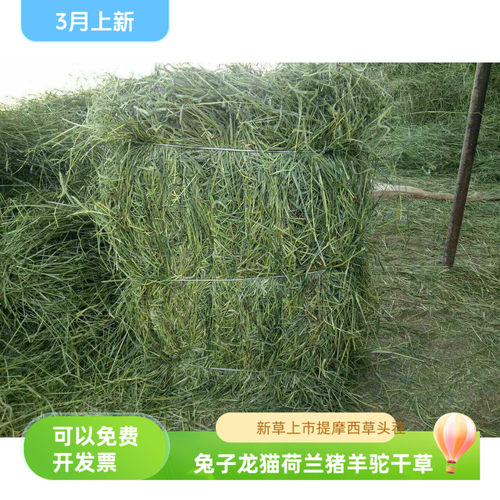新草饲料牧草提摩西动物草包邮