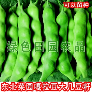东北农家菜园大几豆籽 嘎拉豆籽 精选肉不换 好吃 大几豆子50克