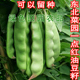 可留种 东北农家油豆籽 将军一点红开锅烂散装 大油豆角籽50g