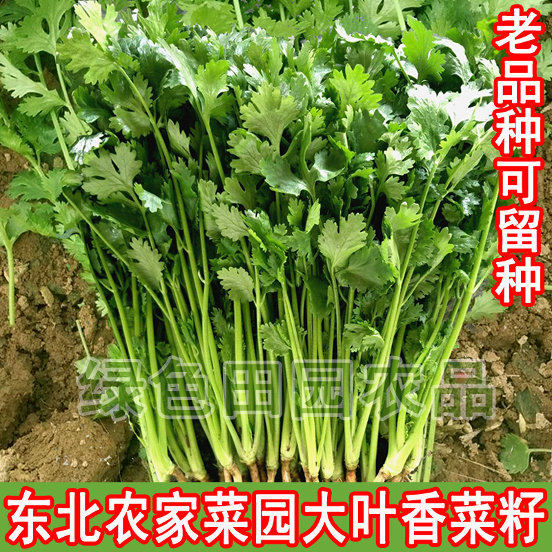 东北农家菜园大叶香菜籽 散装老品种 阳台庭院 香菜籽50g