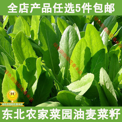 东北农家菜园油麦菜籽 散装精选 阳台庭院  四季油麦菜籽20克