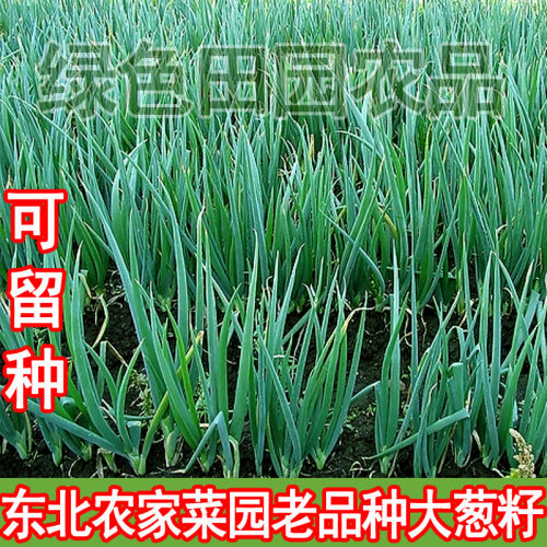 东北农家大葱籽 散装精选 发芽葱 白露葱  老品种大葱籽50克 - 封面