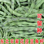 菜园 精选 花皮豆角籽50克 散装 东北农家花皮豆角籽