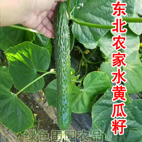 东北农家水黄瓜籽 散装精选 健康菜籽 可留种 水黄瓜籽5克