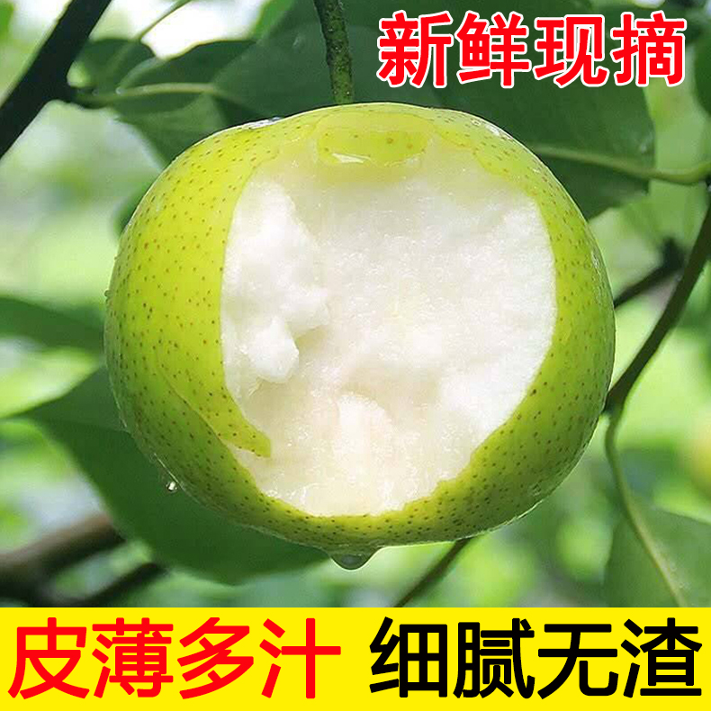冰糖翠玉梨5斤当季新鲜水果脆甜梨子苹果梨青皮翠冠皇冠梨整箱10
