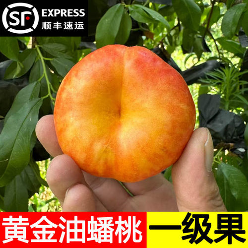 黄金油蟠桃新鲜水果山东蒙阴孕妇彩虹蟠桃当季脆桃扁桃子应季扁桃