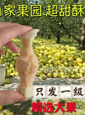 现摘现发大果酥梨酥脆汁多皮薄