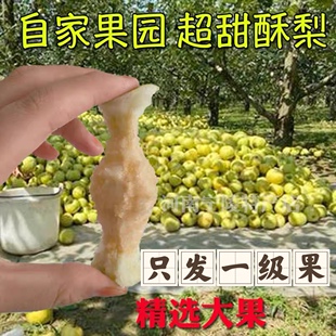 现摘现发大果正宗宁陵金顶谢花酥梨酥脆可口汁多皮薄当季疯狂促销