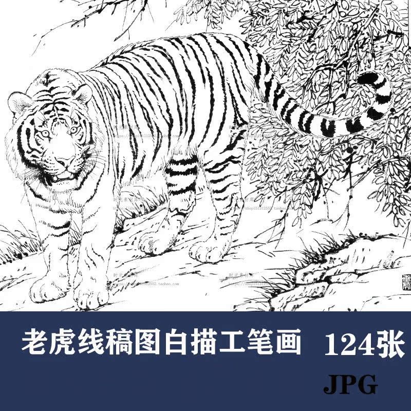 d056老虎线稿图白描工笔画高清手绘学习临摹动物素描图片素材线稿