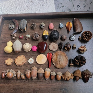 打孔带钉果实批发血藤橡果蔷薇果干果自然果实植物中药材手工材料