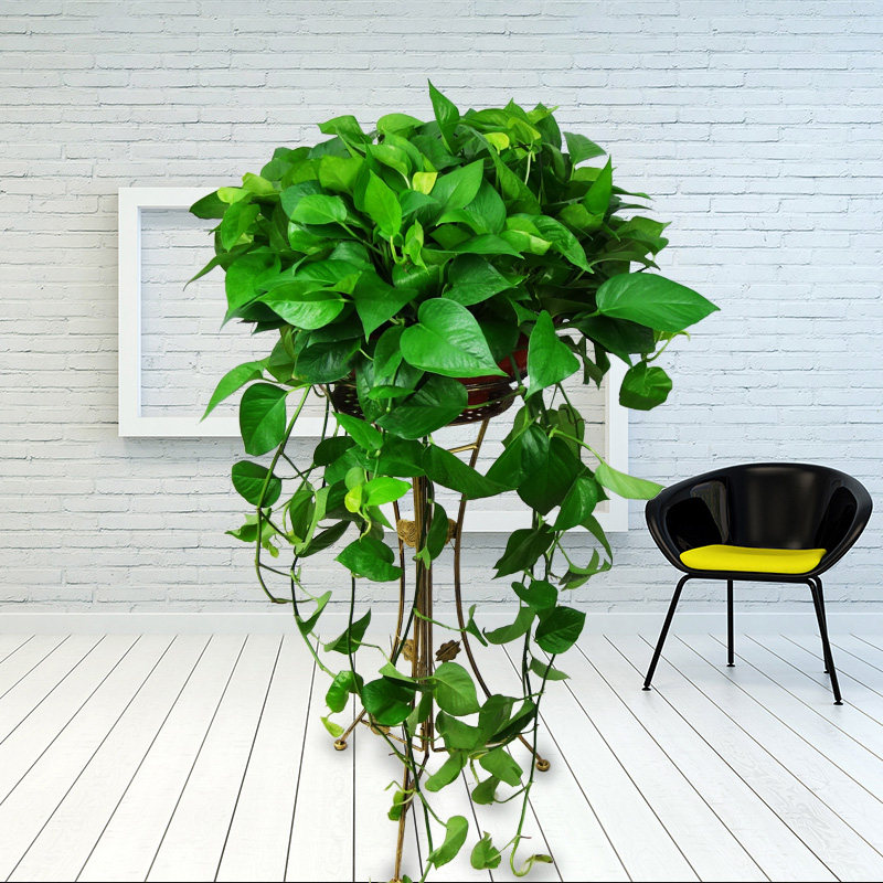 武汉同城大盆栽绿萝带花架办公室内除甲醛净化空气植物观叶大植物,鲜花速递/花卉仿真/绿植园艺,大型绿植/成品组合盆栽,淘宝优惠券,粉丝福利购,淘宝优惠卷