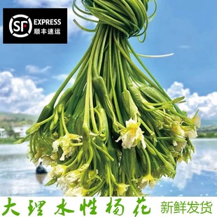 海菜花 现摘现发云南特产 泸沽湖丽江云南野菜 新鲜蔬菜 水性杨花