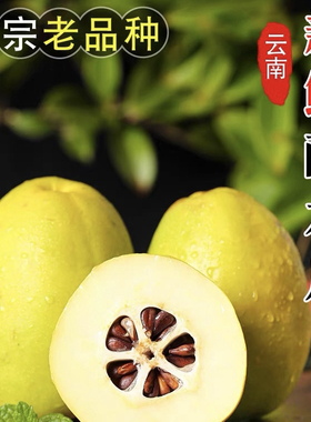 酸木瓜包邮云南新鲜大理特产水果孕妇野生泡酒红花青黄青木瓜生吃