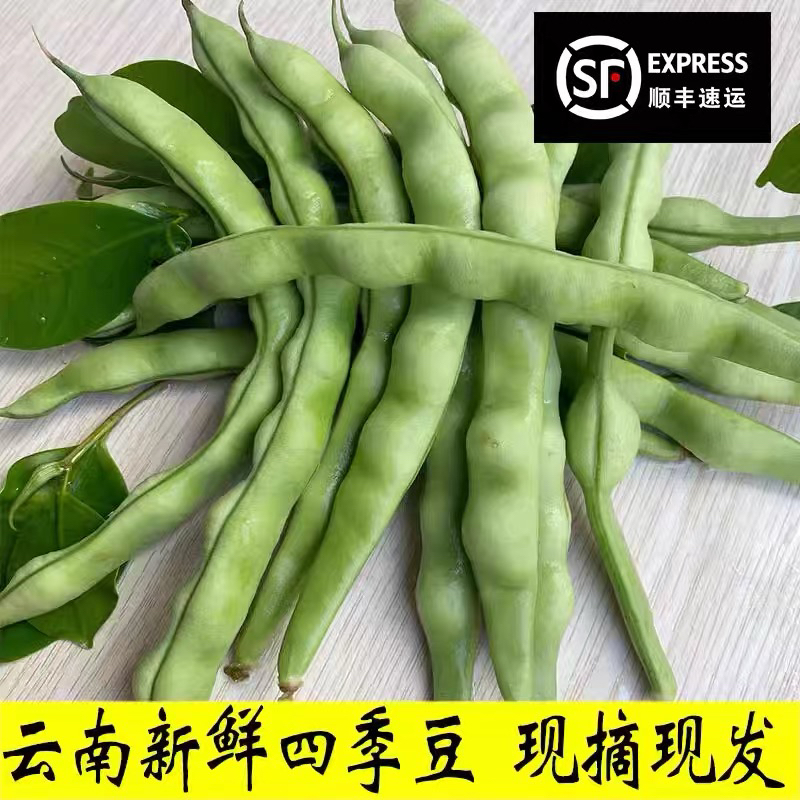 四季豆 云南四季豆角 芸豆 长扁豆角 新鲜蔬菜农家自种青扁豆豆米