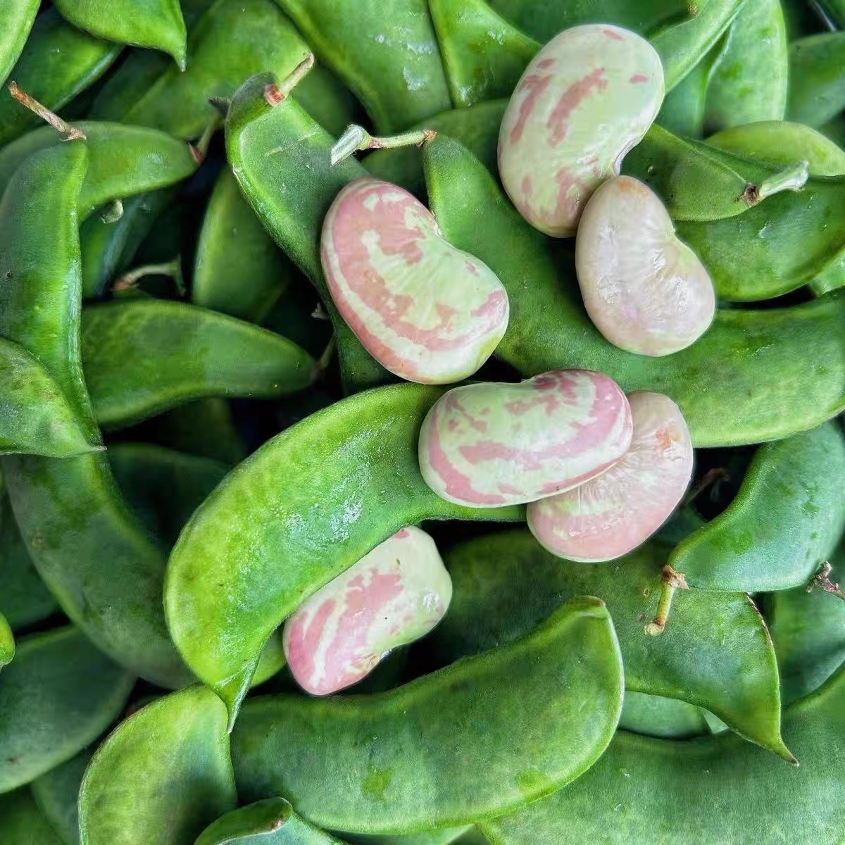 新鲜带壳荷包豆 顺丰发货皇帝豆荷包豆云南特产雀蛋豆花芸豆肾豆
