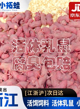 小白鼠活体饲料活红皮乳鼠