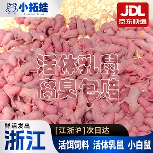 小白鼠活体饲料活红皮喂白霜活大白鼠活乳鼠宠物喂龟京东无菌饲料