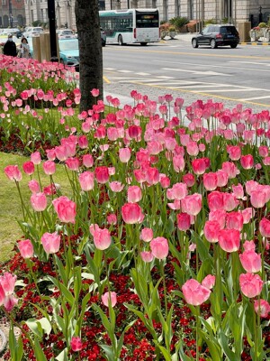 进口郁金香种球花卉室内阳台